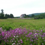 We had mile after mile of purple and white flowers